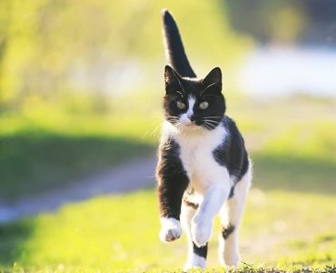 déclarer votre chat à une assurance habitation