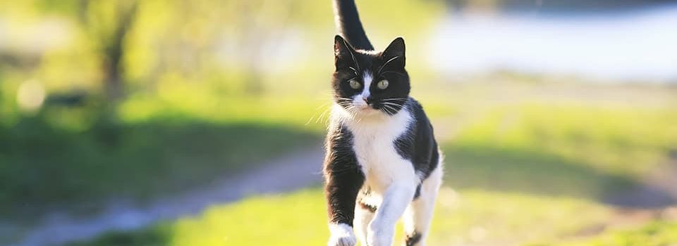 déclarer votre chat à une assurance habitation